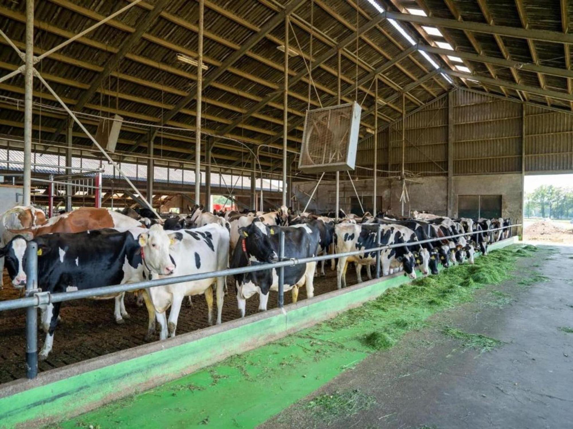 Monumental Farm In The Ash Landscape Villa Geesteren  Eksteriør billede